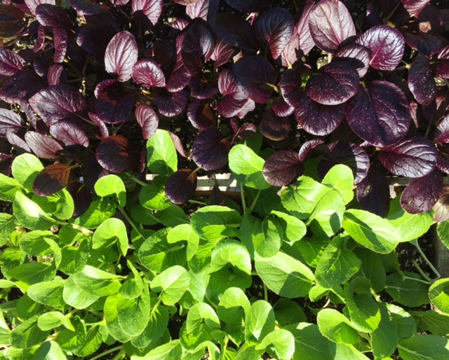 Transplanting Seedlings