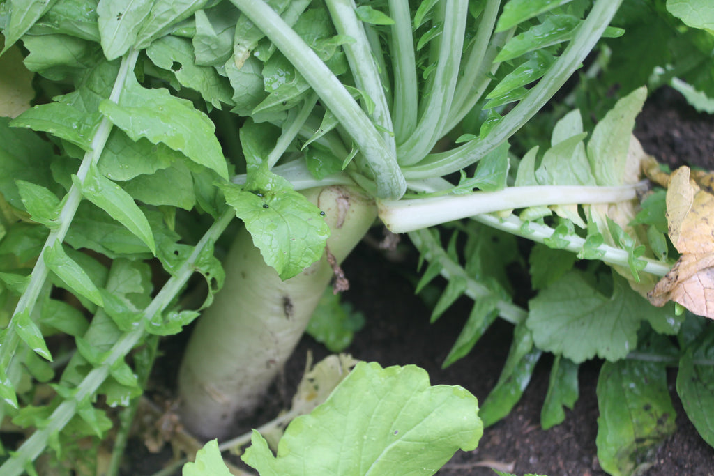 Cynthia's Kitchen - Daikon