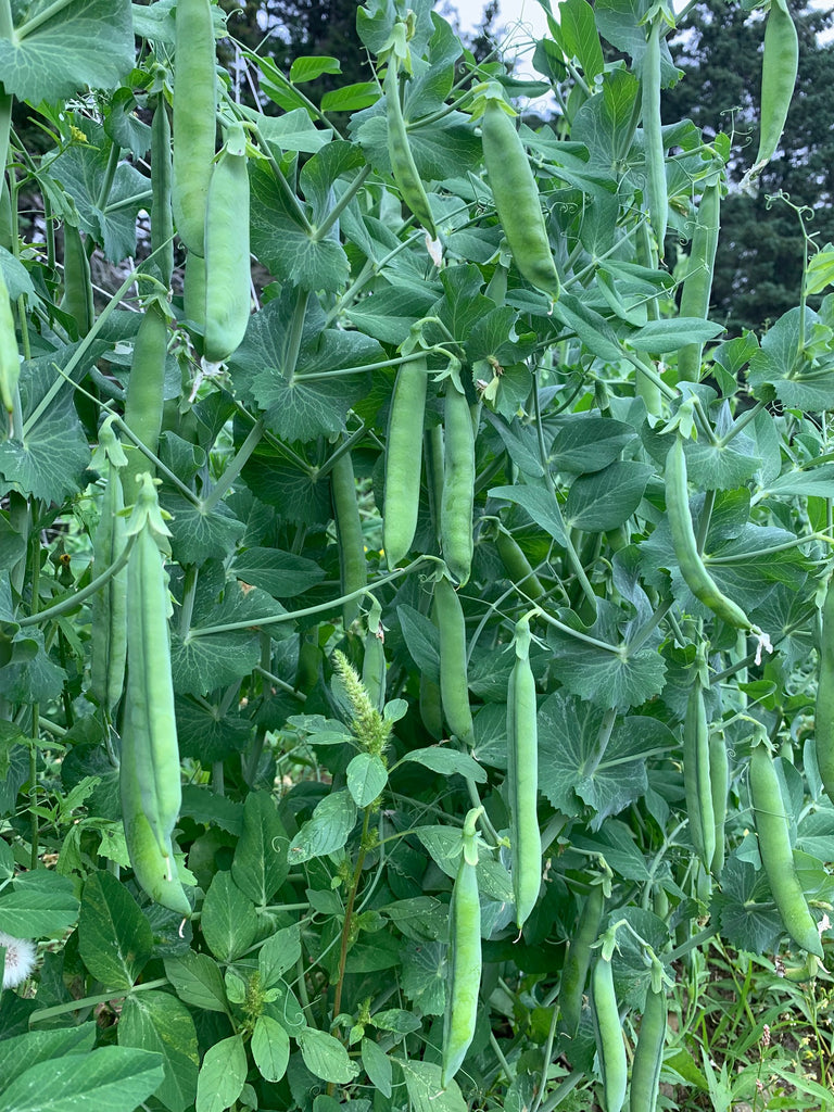 Update from the Gardens