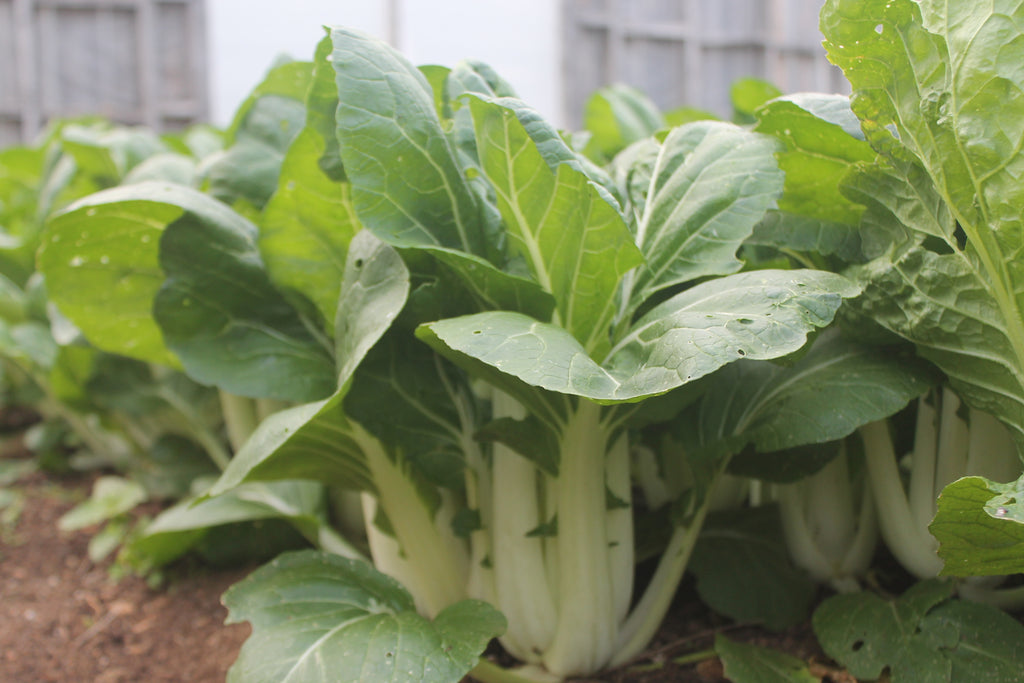 Cynthia's Kitchen - Pac/Bok Choi