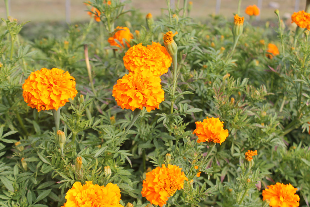 Update from the Gardens
