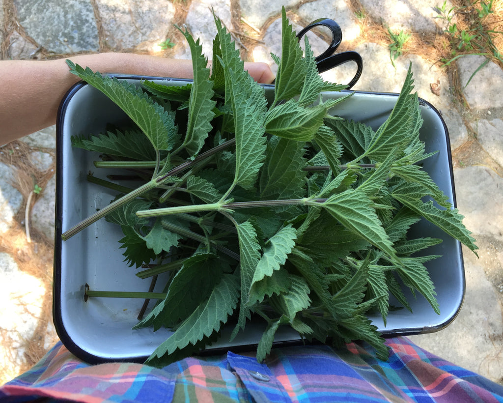Weekly Pickup