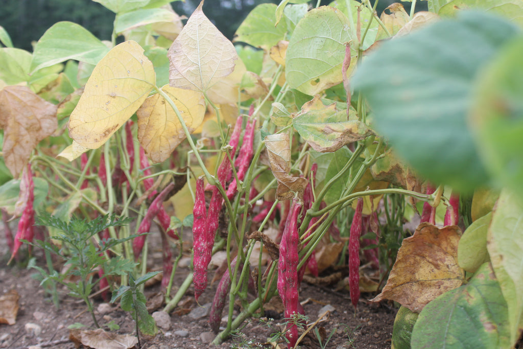 Update From the Gardens