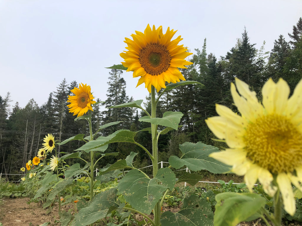 Update from the Gardens