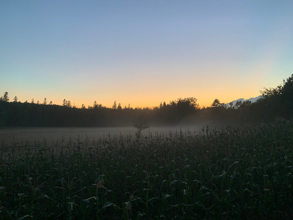 Update From the Gardens