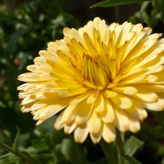 Update from the Gardens