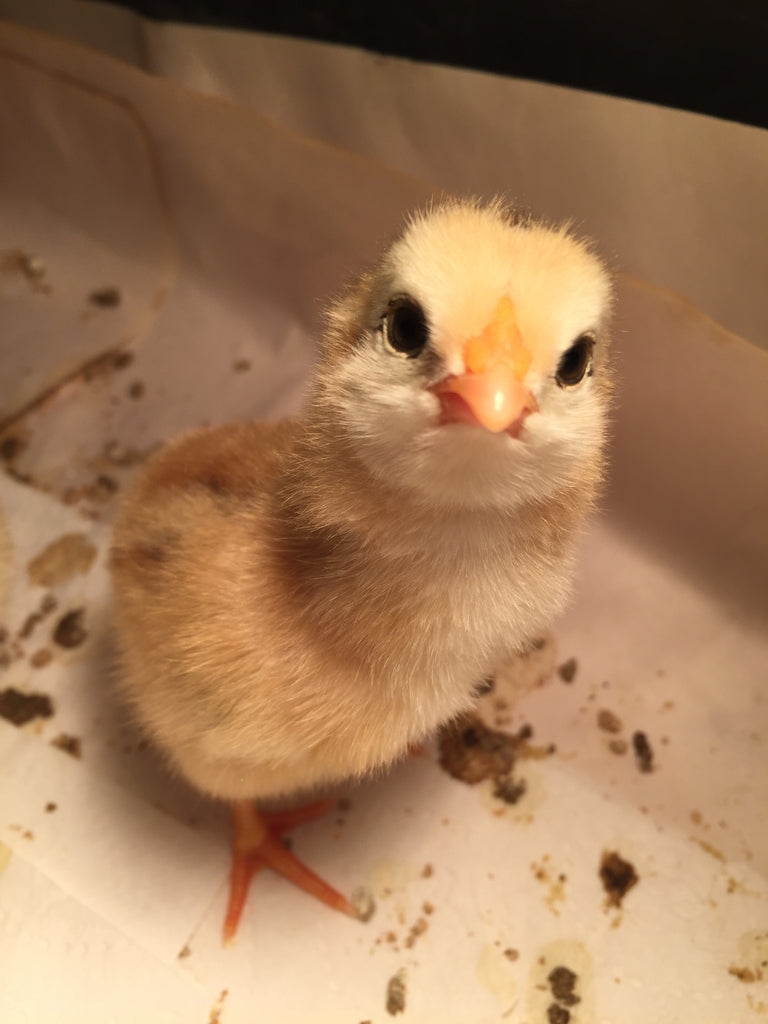 Chicks Hatch on the Farm