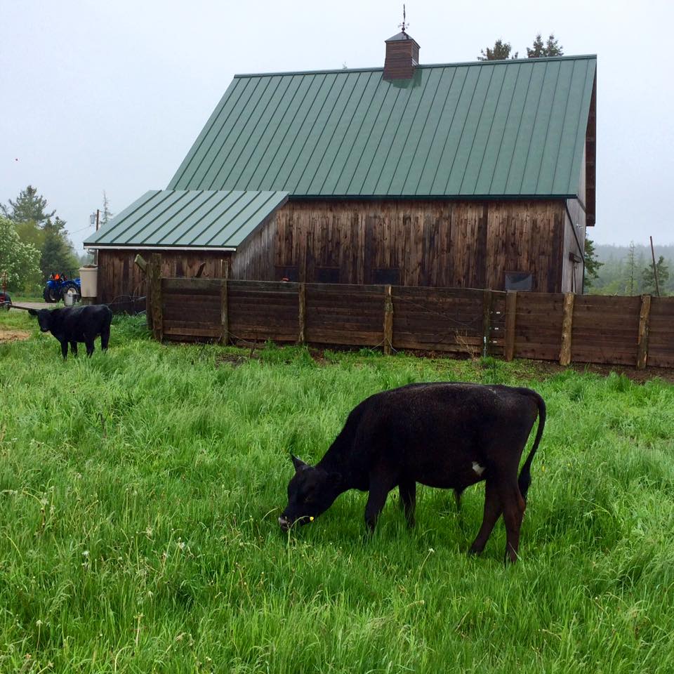 Beef, Lamb, and Turkey for Sale