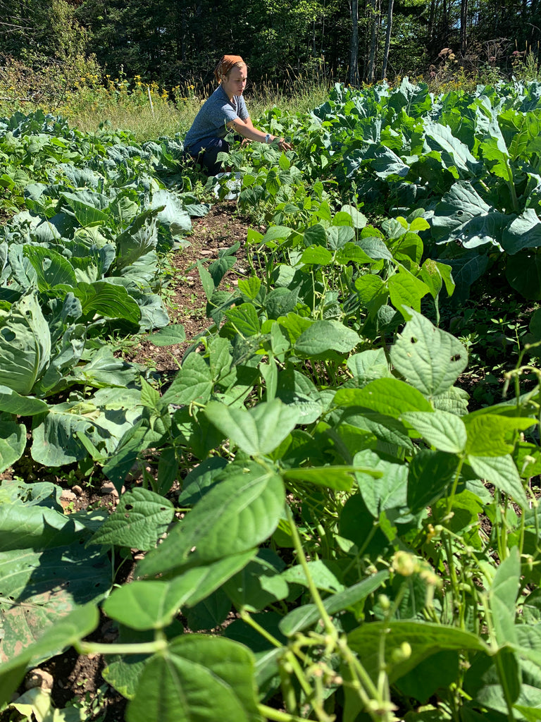 Update from the Gardens