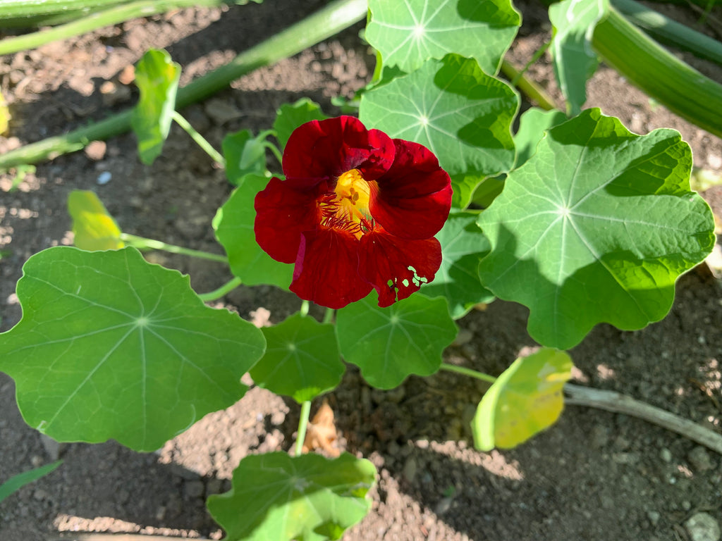 Update from the Gardens