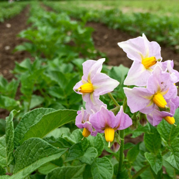 Update from the Gardens