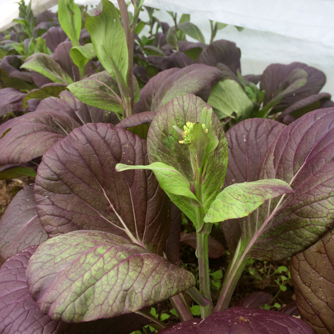 Update From the Gardens