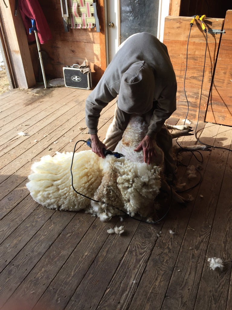Shearing Day