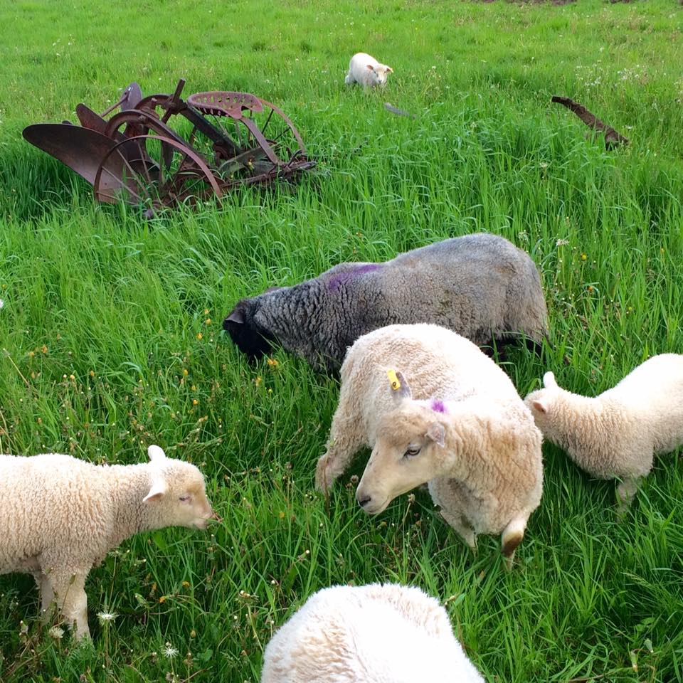 Lamb for Sale
