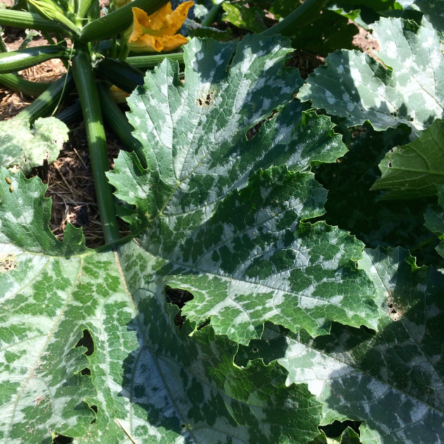 Update From the Gardens