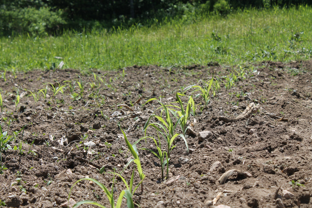 Corn Planting