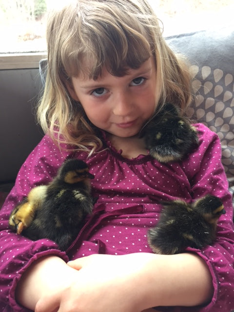 Ducklings!!!