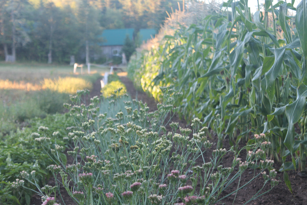 Update from the Gardens