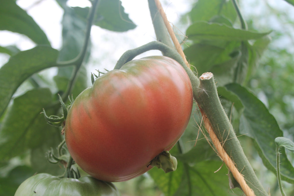 Update from the Gardens