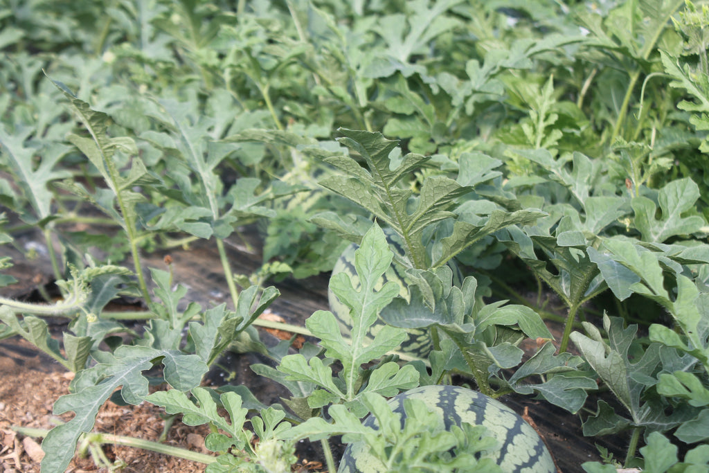 Update from the Gardens