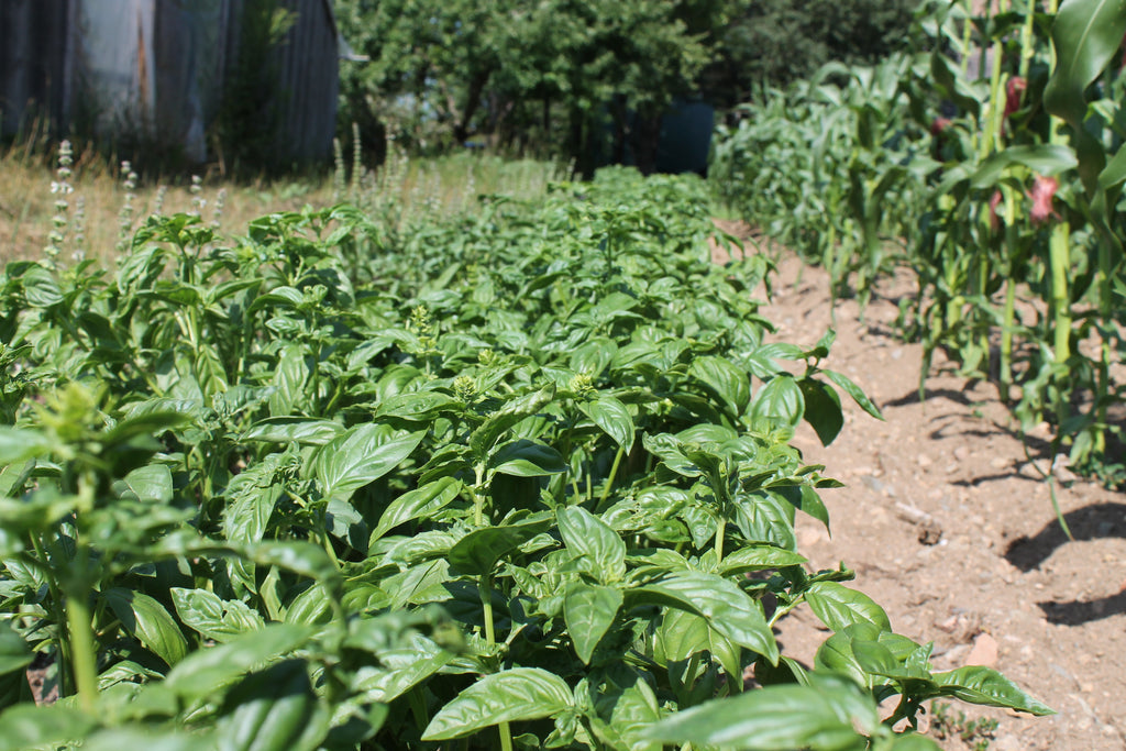 Cynthia's Kitchen - Fresh Tomato Sauce (Raw, no cooking!)