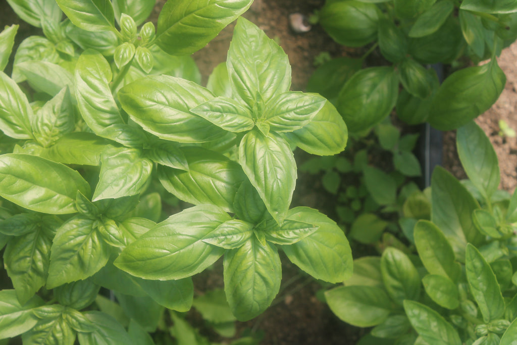 Update from the Gardens