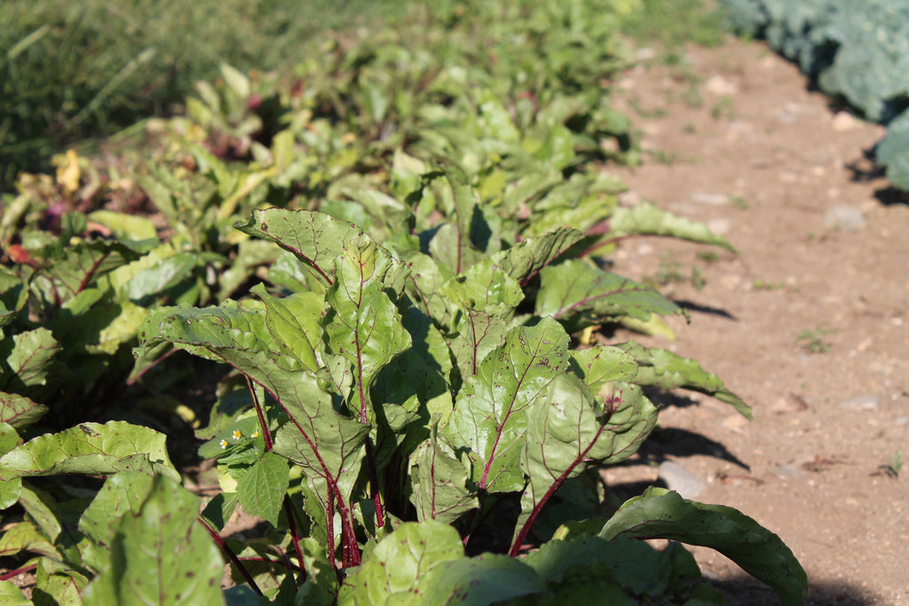 Cynthia's Kitchen - Beet Greens