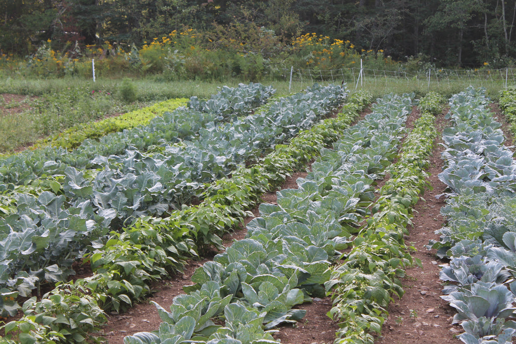 Update from the Gardens