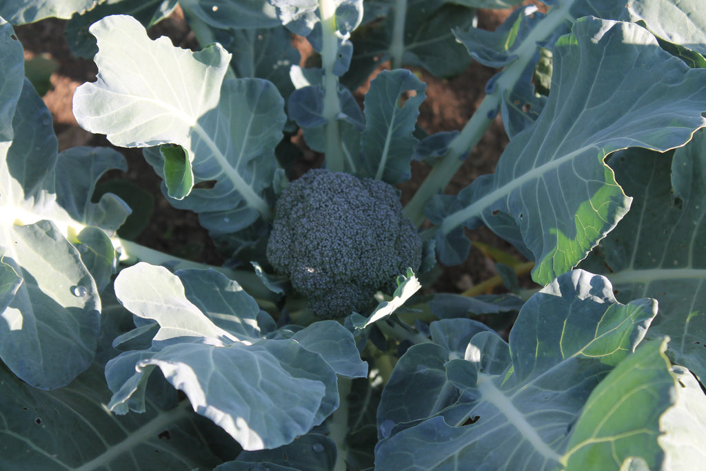 Update From The Gardens