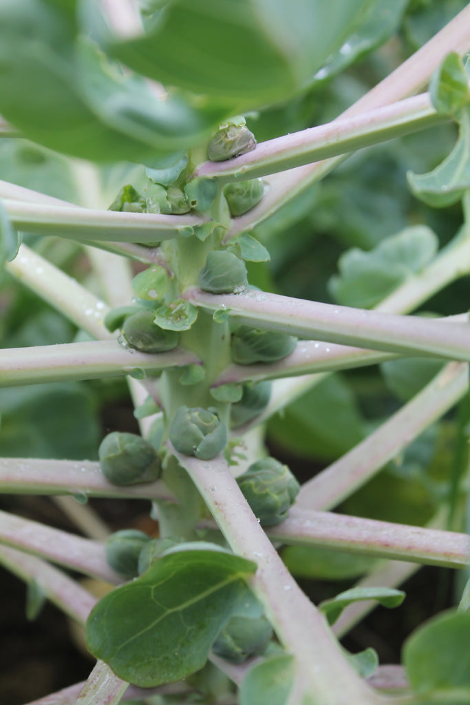 Cynthia's Kitchen - Brussels Sprouts