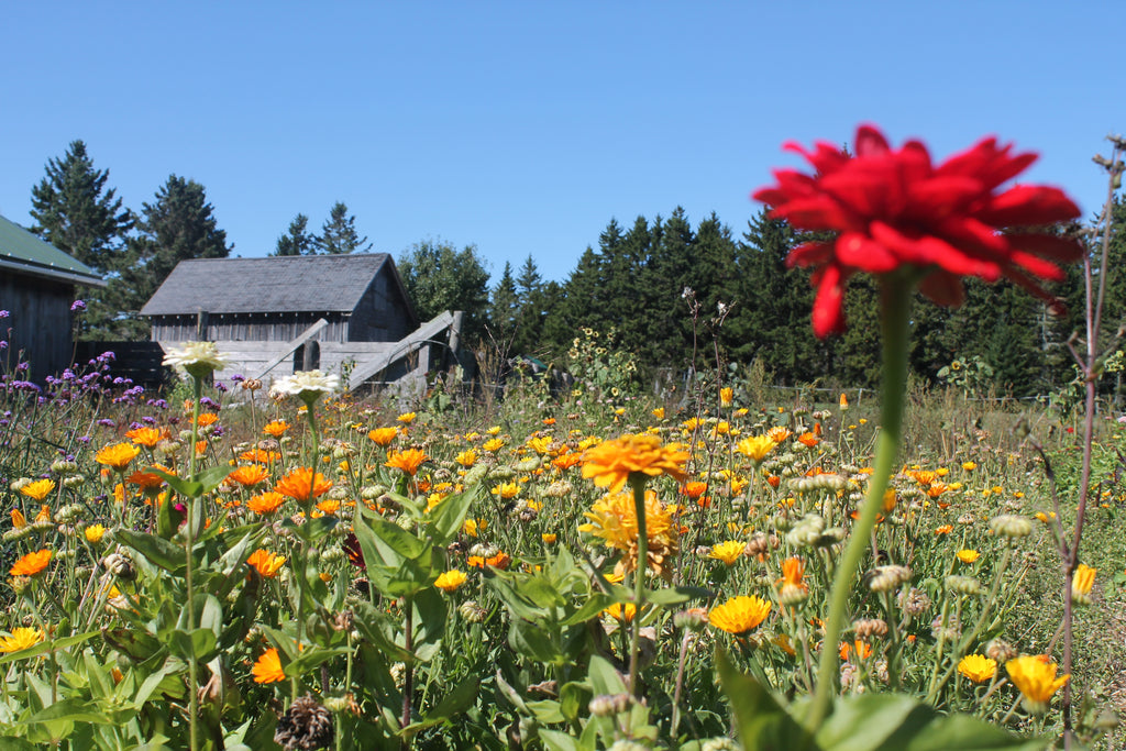 Update from the Gardens