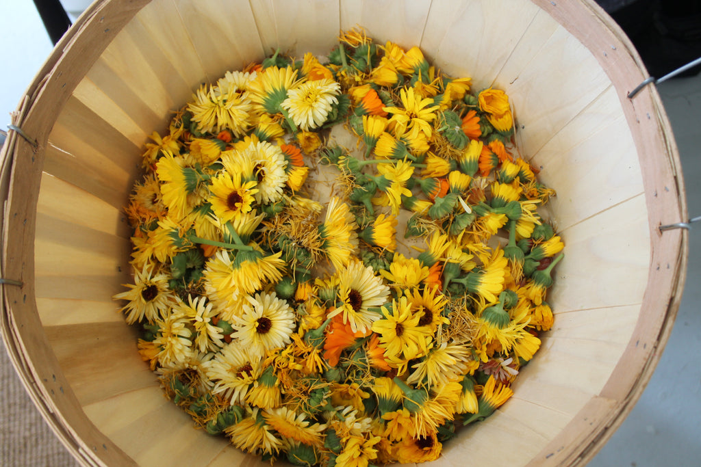Preparing to make Salve
