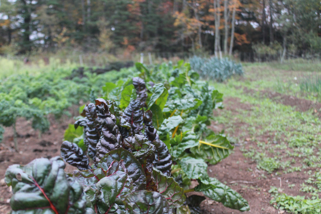 Cynthia's Kitchen - Chard