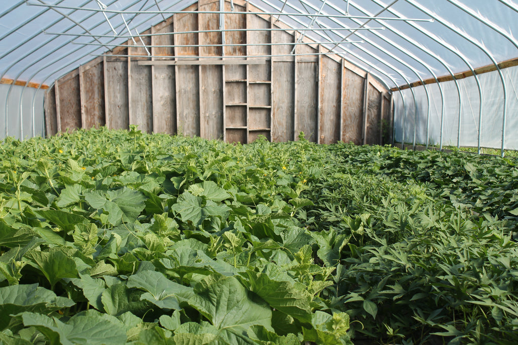 Update from the Gardens