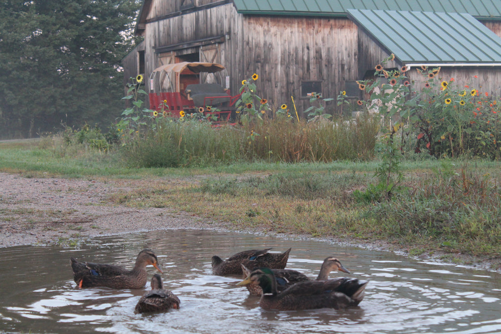 Ducks Like Rain!