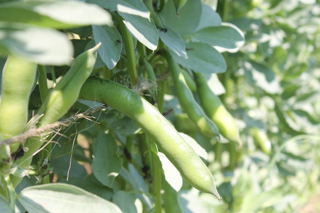 Cynthia's Kitchen - Fava Beans