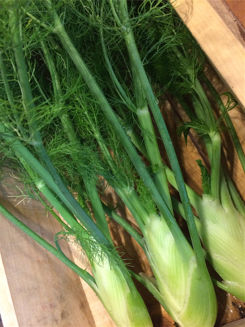 Cynthia's Kitchen - Fennel