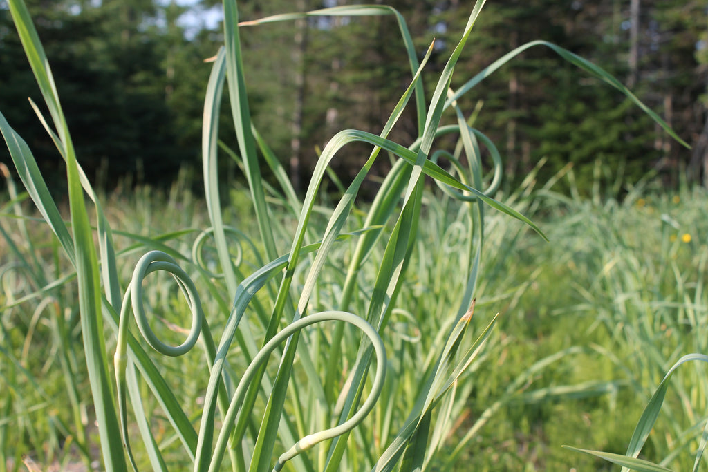 Cynthia's Kitchen - Garlic Scapes