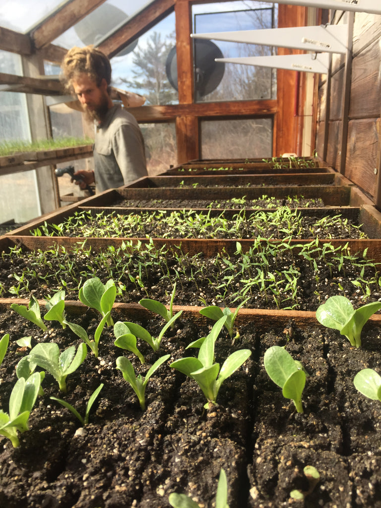 It is Spring in the Greenhouse!