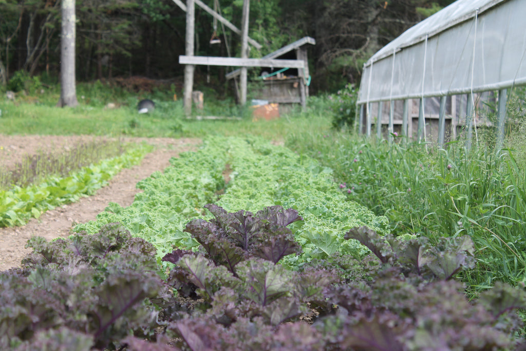 Update from the Gardens