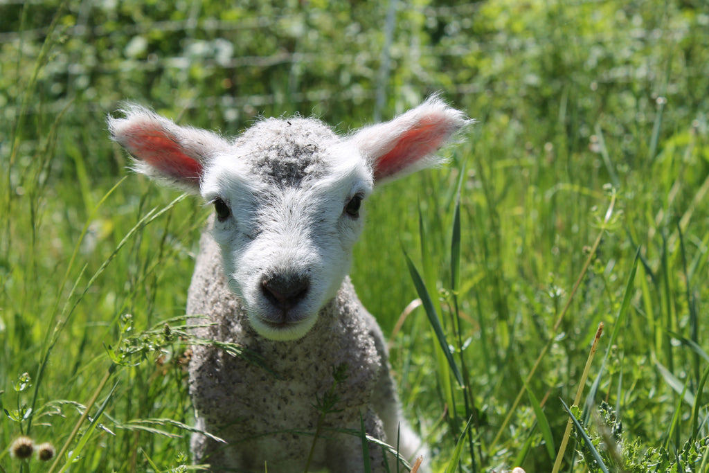 Lambs born on Pasture