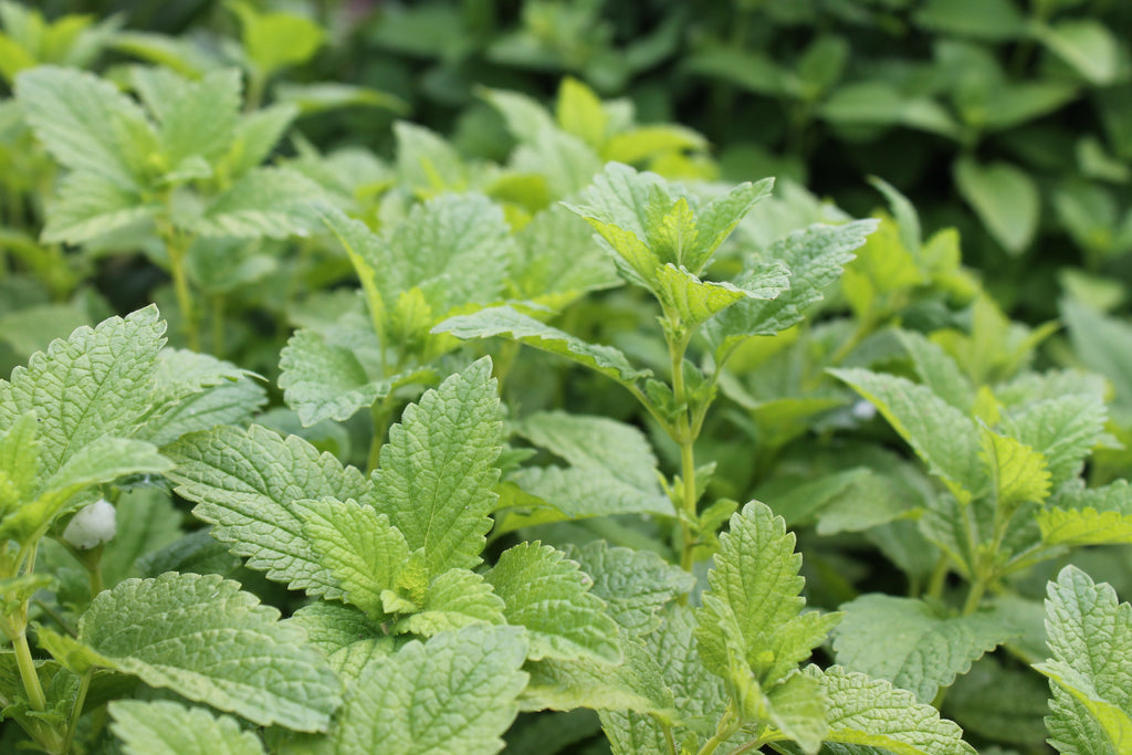 Recipe from the Cynthia's Kitchen - Lemon Balm