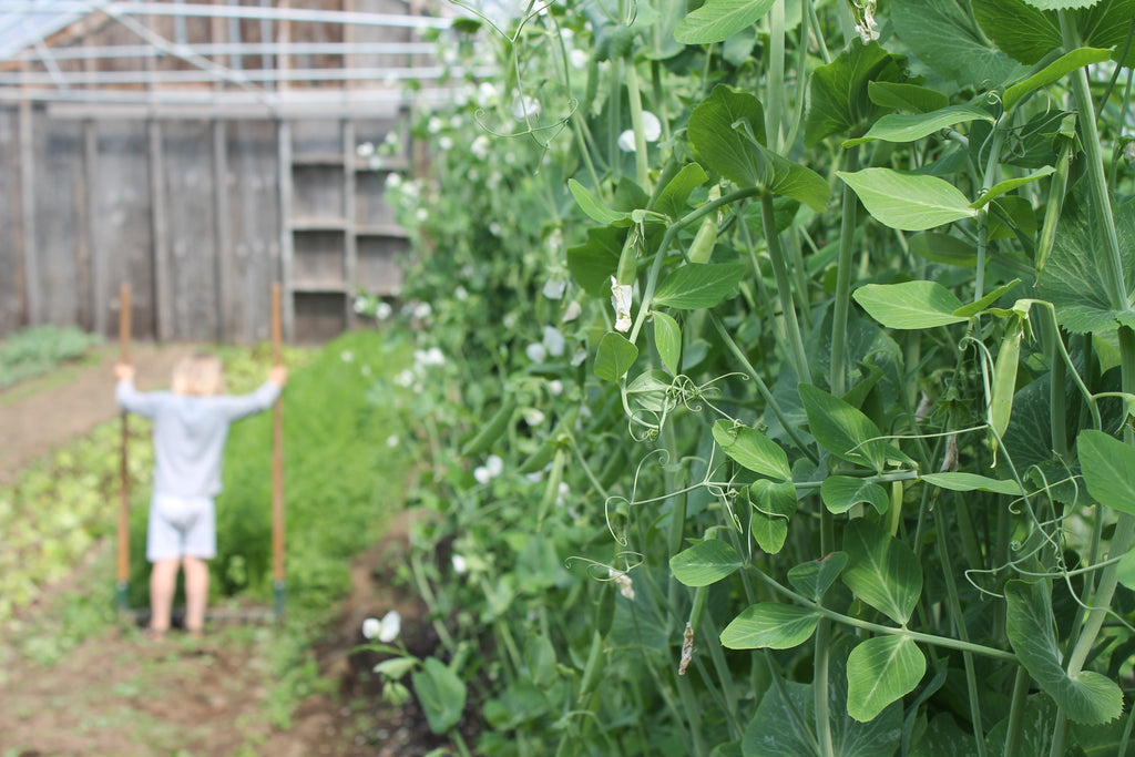 Update from the Gardens