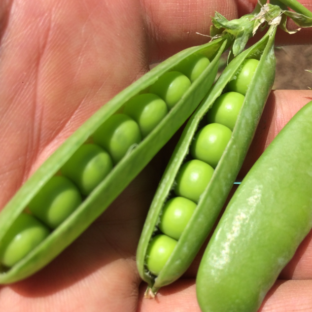 Cynthia's Kitchen - Shelling Peas