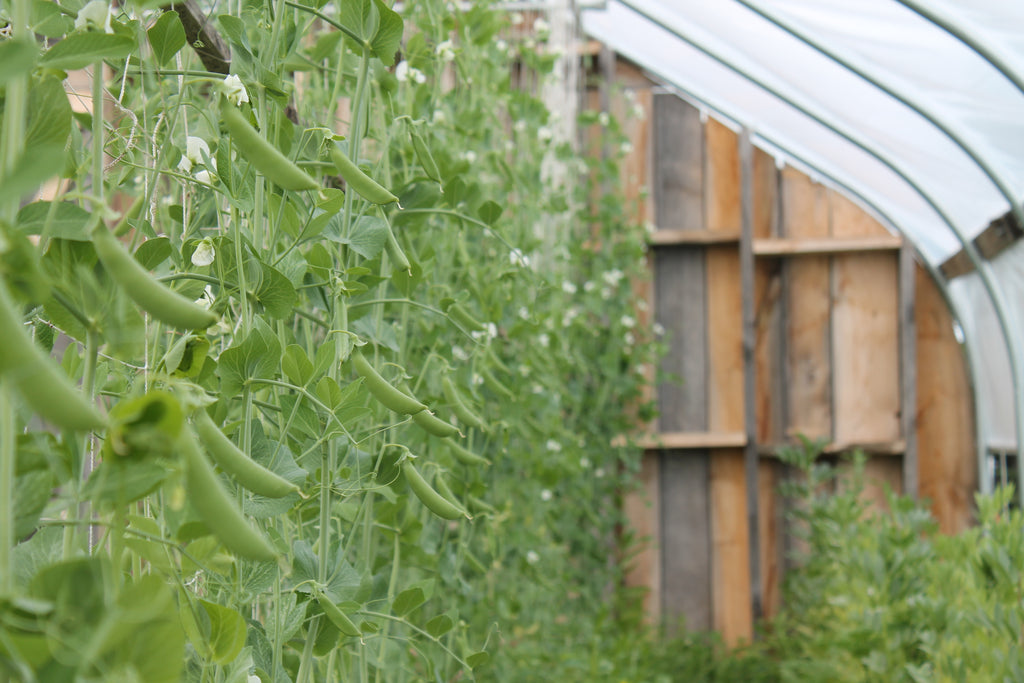 Peas