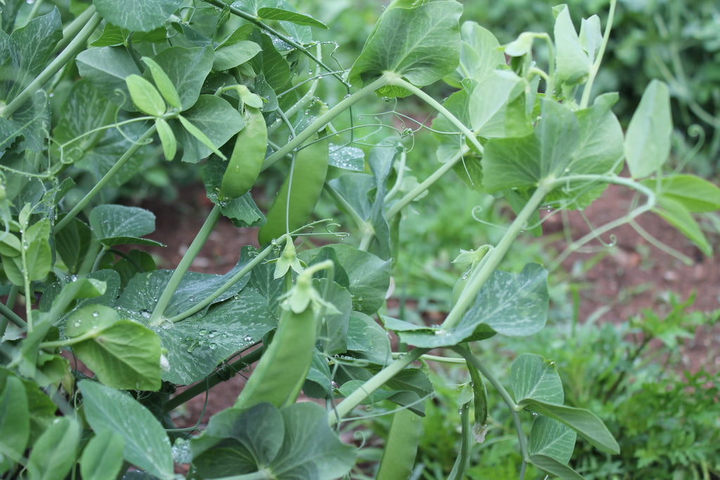Cynthia's Recipes - Snow Peas