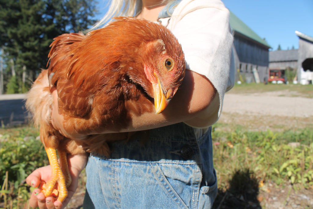 The Revival of Peck Peck