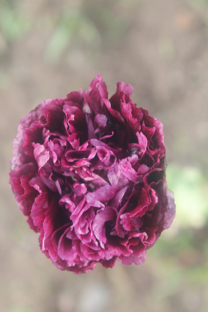 Update from the Gardens