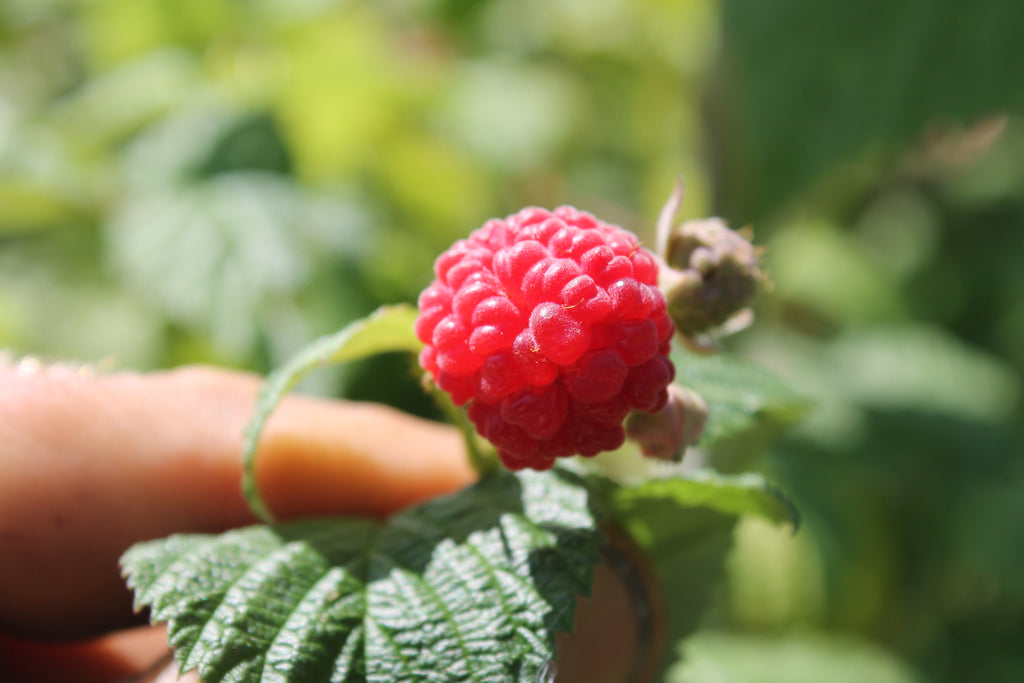 Update from the Gardens