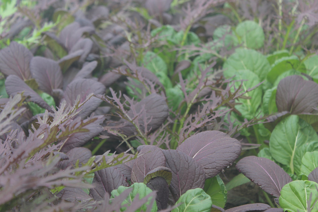 Update from the Gardens